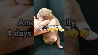 American bully Sleeping 4 days old Puppy  #puppy #cute #animals #shorts #abkc #puppylife #shorts