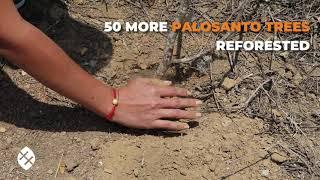 EcuadorianHands Plants more PALO SANTO Trees in the Liguiqui commune in Ecuador