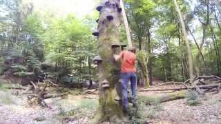 tree hugger falls out of tree