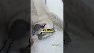 你知道猫猫做绝育手术的时候 为什么舌头总是在外面吗？