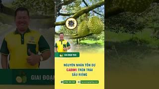 Nguyên nhân trái sầu riêng nhiễm cadimi  #saurieng #cadimi