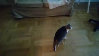 Katten Sivvi hoppar upp i soffan och jamar