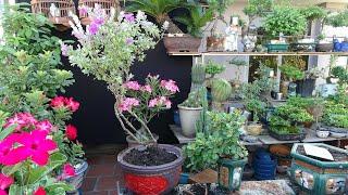 TUYẾT SƠN CÂY ĐẸP DỄ TRỒNG RA HOA QUANH NĂM ĐÁNG ĐỂ CHƠI BONSAI .