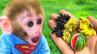 Bon Bon Monkey Recoge Frutas con Perrito Adorable y Cocina Huevos Fritos | Bonbon Monkey en Español