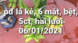 lan phi điệp lá kẻ phát tài - 6 mắt hp - bệt huyết hải giá ưu đãi - 0867487638 - Hoa Lan Đất Việt