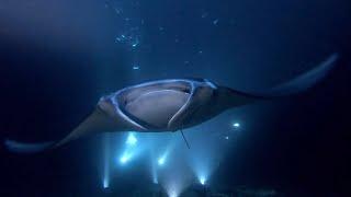 Manta Ray Dive Kona | Kona Honu Divers