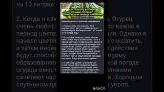 ценные советы опытных огородников.