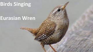 Birds Singing - Eurasian Wren - Sounds of Nature