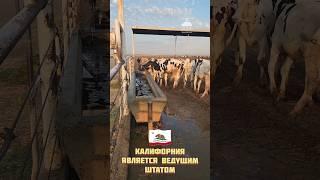 Калифорния - ведущий штат США по производству молока