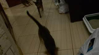 Стадо абиссинских котят