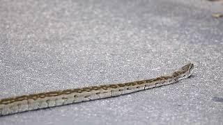 Kruger National Park Sightings - Giant Puff-Adder Crossing The Road