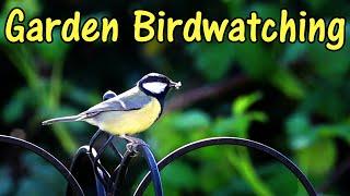 Bird Watching in a UK Garden