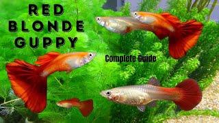 Red Blonde Guppy #redblondeguppy #redguppy