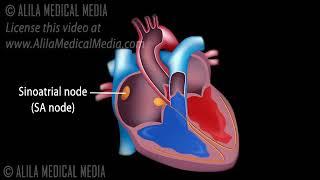 Cardiac Rhythmicity