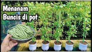 Menanam buncis di pot _ berbuah lebat