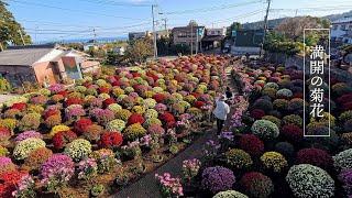 【4K HDR Mum 】Chrysanthemum Exhibition 2024 in the Greater Tokyo Area. #4khdr