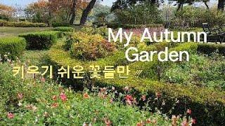 My Autumn Garden, 키우기 쉬운 꽃들만