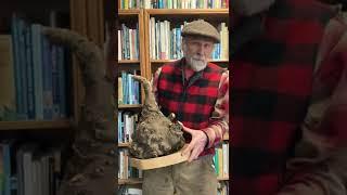Giant Lomatium dissectum Root with Michael Pilarski "Skeeter"