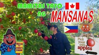 Apple Picking Sa Canada|| Unlimited Mansanas!!