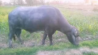 Pakistan Champion Bulls of Nili RaviBuffalo Breed village