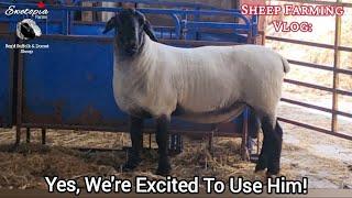 Bringing  Livestock Onto Your Farm | Quarantining Sheep |  Shipping Fever | New Rams