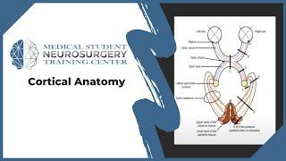 Cortical Anatomy