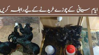 Ayam Cemani Chicken Farming in Pakistan || Ayam Cemani Murgi Farm At Home || Ayam Cemani Hen Farming