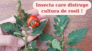 Tuta absoluta or tomato moth - Control and combat methods