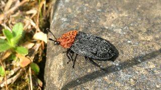 Red Breasted Carrion Beetle Is A Two Colored Species And Distinctive In Appearance