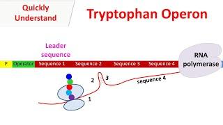 Tryptophan operon