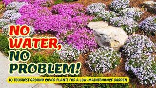 10 Toughest Ground Cover Plants for a Low-Maintenance Garden  // Gardening Ideas