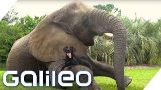 Die Tierfreundschaft zwischen Elefant und Hund | Galileo | ProSieben