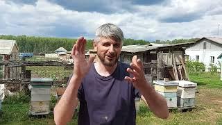 отбор майско-июньского мёда 2023/ Сибирский пчелоблог июнь