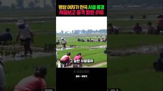 평양 여자가 한국 시골 풍경 처음보고 충격