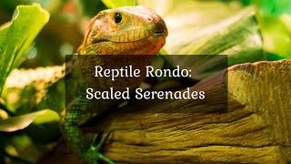 Reptile Rondo: Scaled Serenades • 4k Video UltraHD