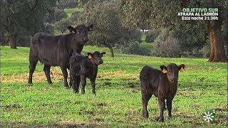 Tierra y Mar | La introducción paulatina de la vaca angus en Andalucía