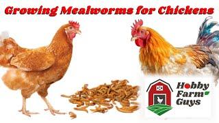 Growing Mealworms to Feed to Chickens and Other Poultry