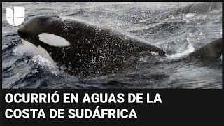 Captan en video el furioso ataque de una orca a un tiburón blanco