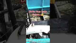 Strike Ikan Patin Babon.. || #macing #shortvideo @TotozuliFishing