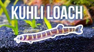 Kuhli Loaches – Best Beginner Oddball Fish?