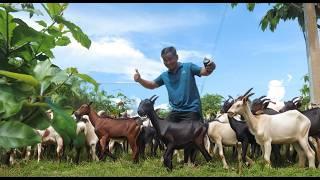 DON'T attempt in Goat Farming Without IPIL IPIL Trees: Farm Expansion Insights!