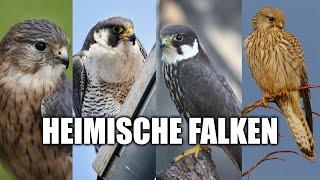 Heimische Falken bestimmen lernen