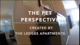 The Pet Perspective