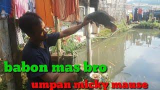 mancing di kolam belakang rumah hanya umpan (micky mause) mas bro.....?