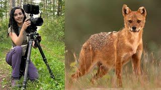 Europe’s Hidden Predator: Filming the Elusive Golden Jackal