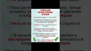 СОВЕТЫ ДЛЯ БОГАТОГО УРОЖАЯ ОГУРЦОВ