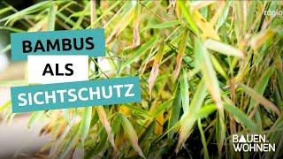 Bambus als Sichtschutz I BAUEN & WOHNEN