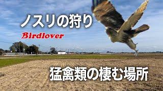 ノスリの狩り / Eastern Buzzard