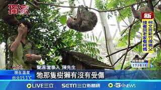 物園"天降樹獺"砸遊客 獨家訪問:沒想過是樹獺 動物園"天降樹獺" 動物園:將討論是否加強防範│記者 徐湘芸 林芹瑜 王翊軒│【萌寵54來當家】20241231││三立新聞台