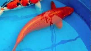 Roter Asagi O-Fisch